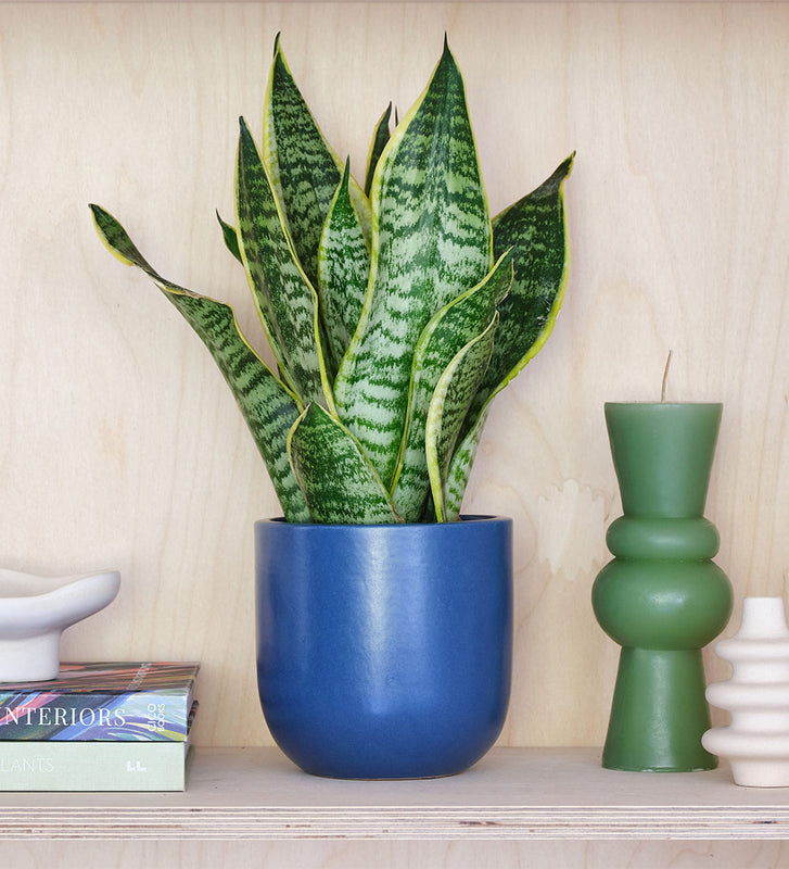 Snake Plant & Pot
