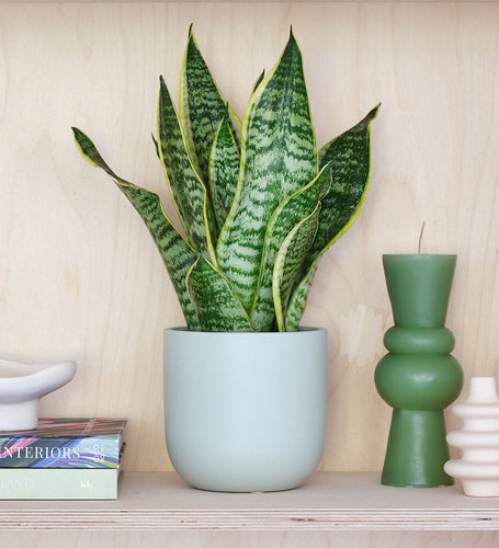 Snake Plant & Pot