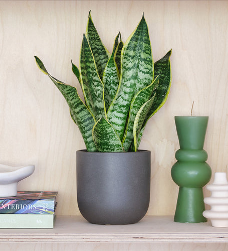 Snake Plant & Pot