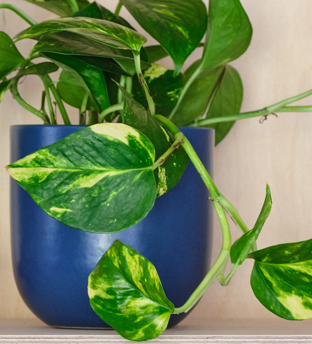 Golden Pothos & Pot