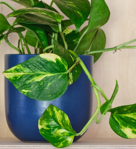 Golden Pothos & Pot