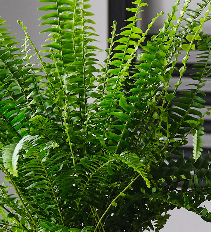 Boston Fern & Pot