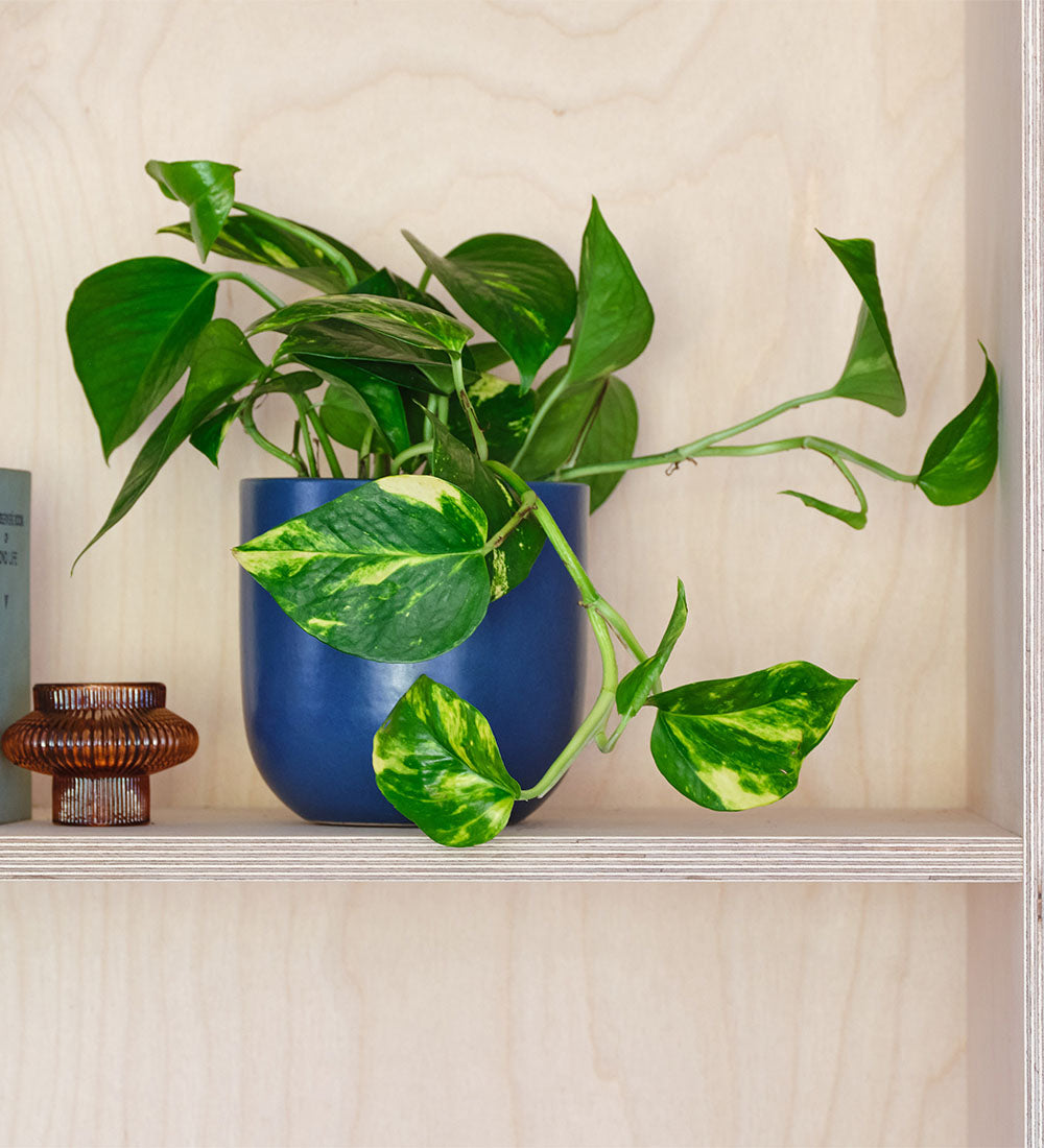 Golden Pothos & Pot
