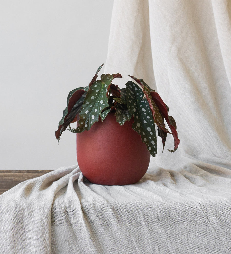 Polka Dot Begonia