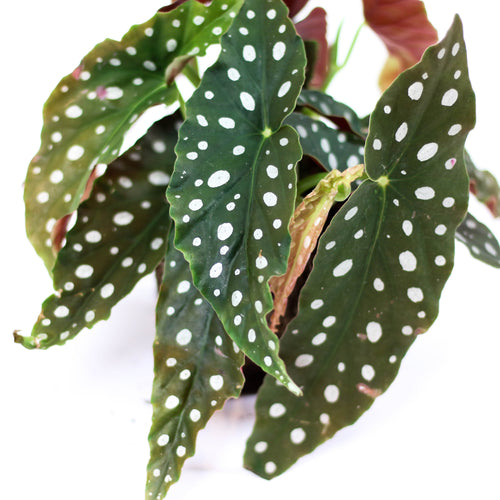 Polka Dot Begonia