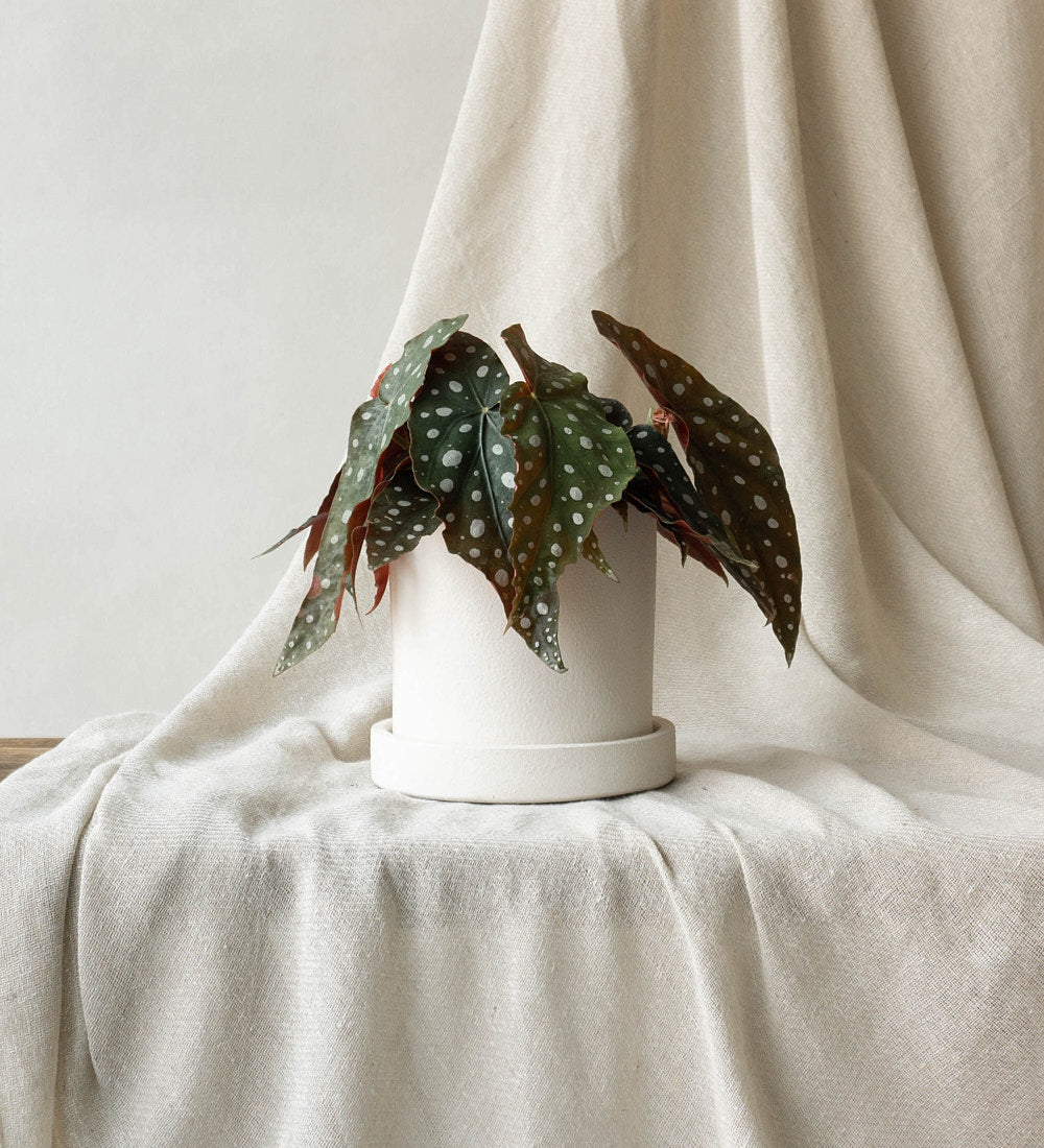 Polka Dot Begonia & Dalston Chalk