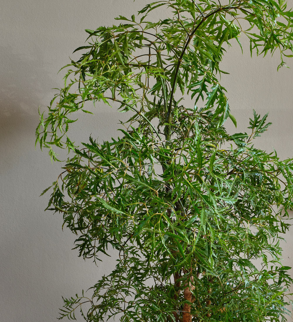 Polyscias Ming Large