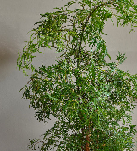 Polyscias Ming Large
