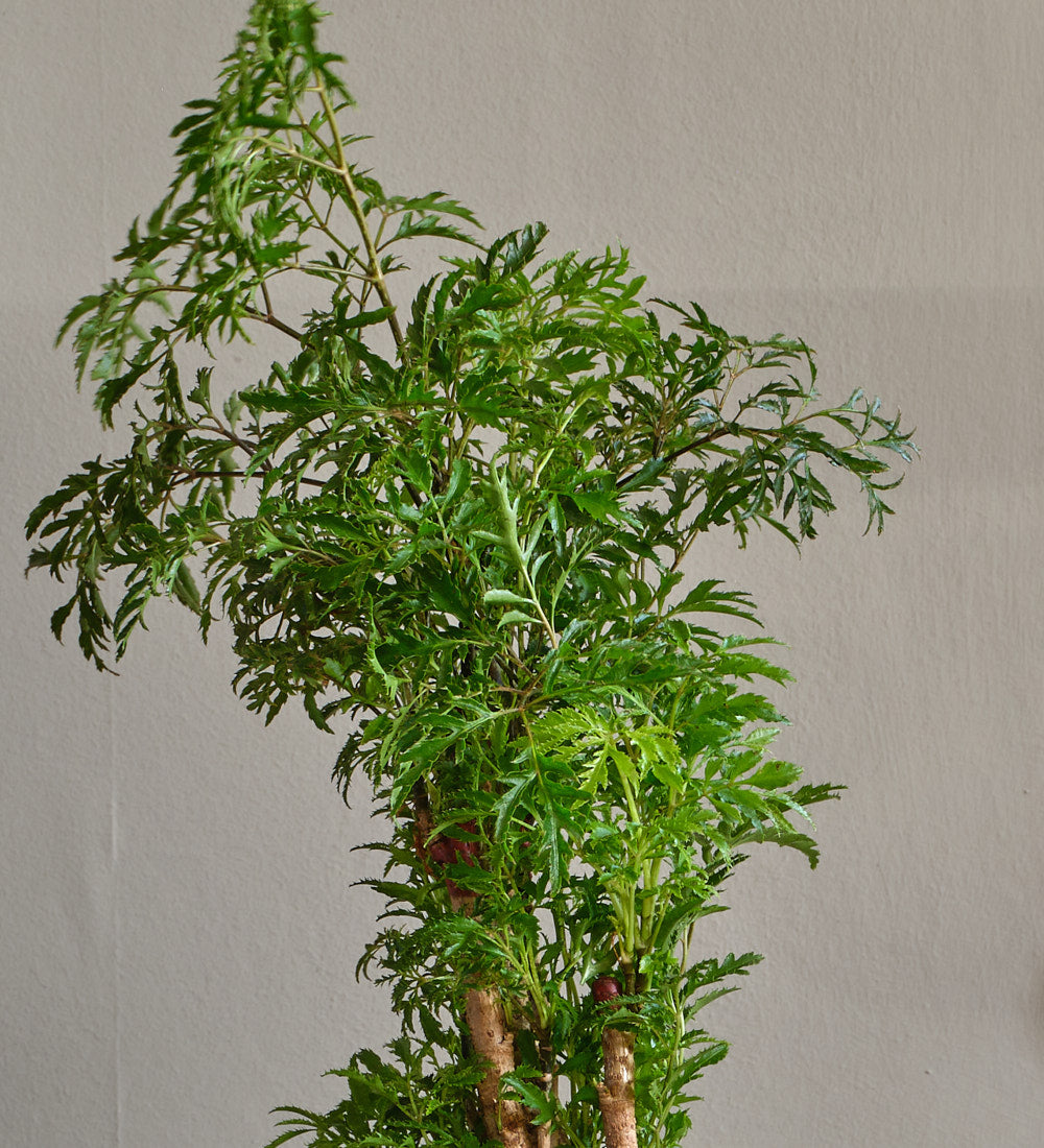 Polyscias Ming
