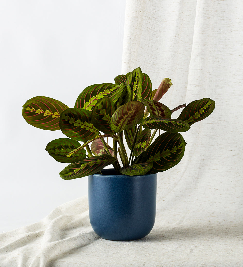 Prayer Plant