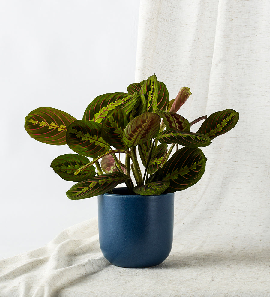 Prayer Plant