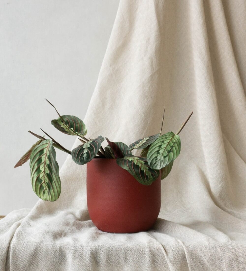 Prayer Plant