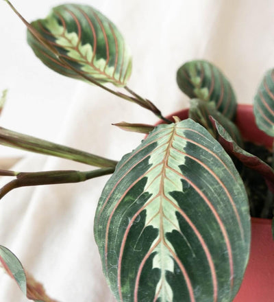 Prayer Plant