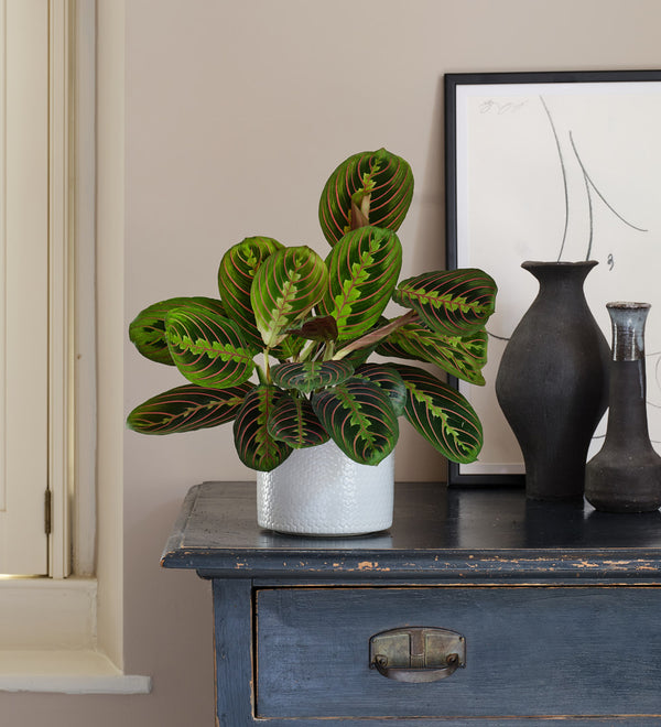 Prayer Plant