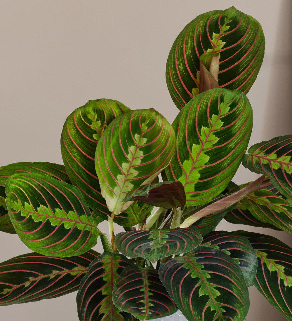 Prayer Plant