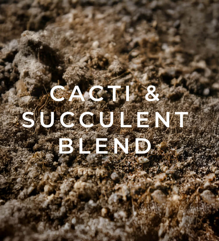 Cacti & Succulent Blend
