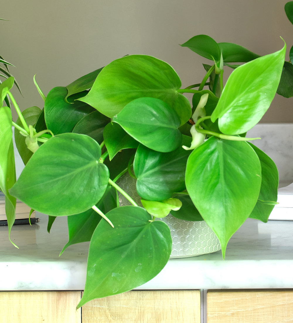 Propagation Bundle