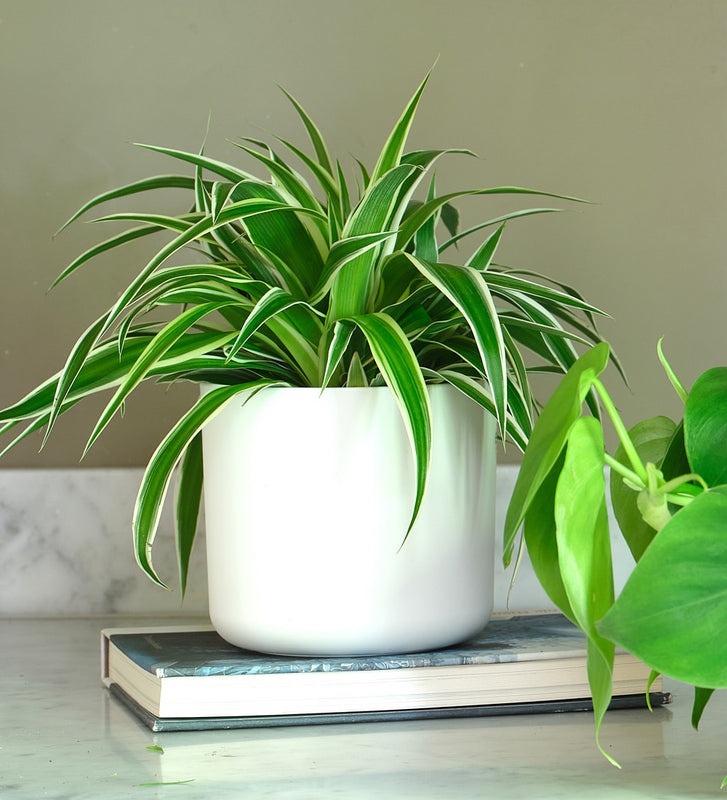 Propagation Bundle
