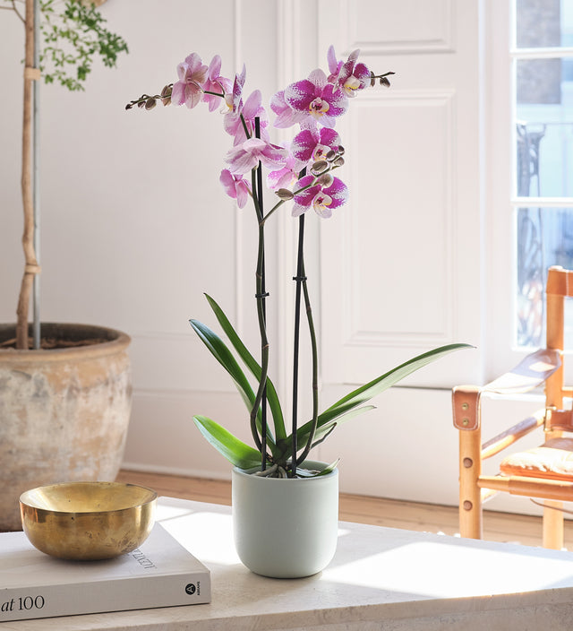Purple Orchid & Pot