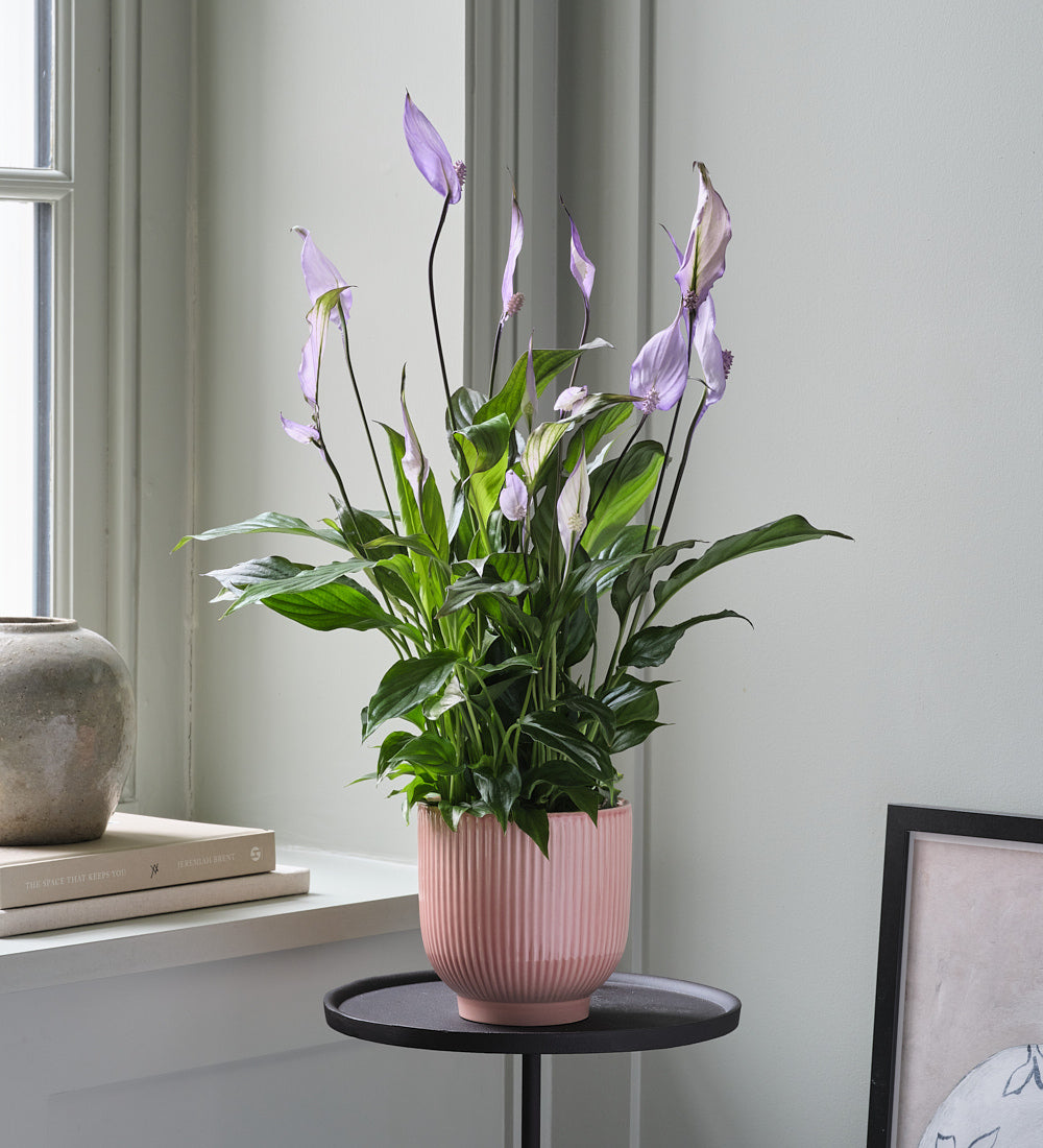 Lilac Peace Lily & Pot