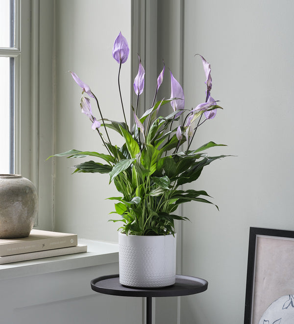 Lilac Peace Lily & Pot