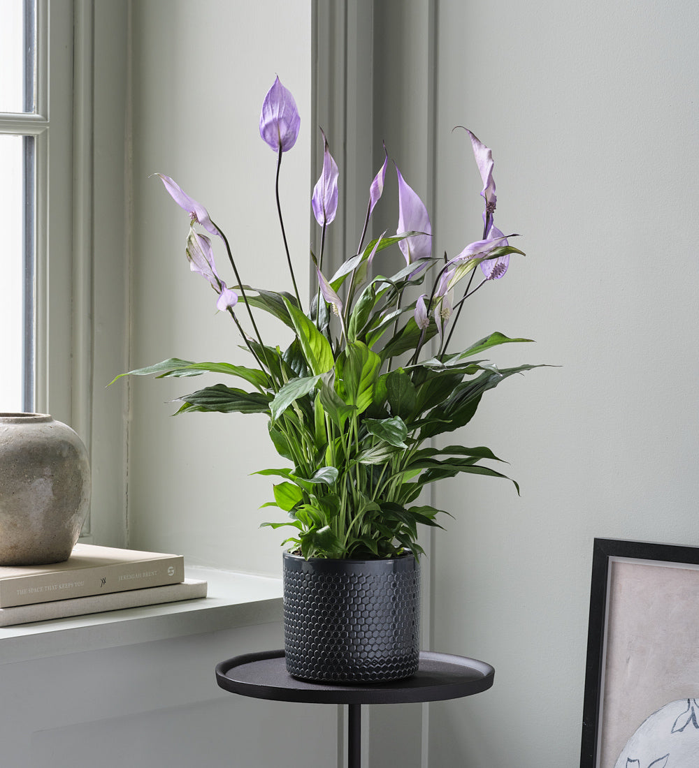 artificial peace lily uk Lilac Peace Lily & Pot
