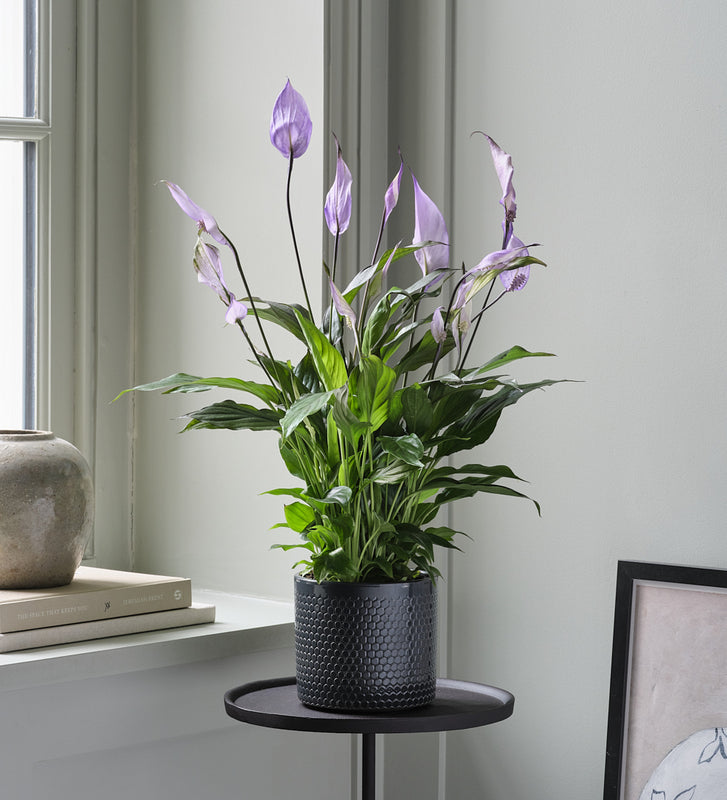 peace lily delivered uk Lilac Peace Lily & Pot
