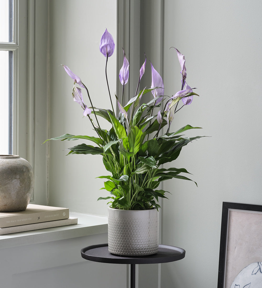 Lilac Peace Lily & Pot