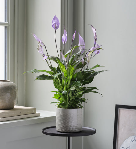 Lilac Peace Lily & Pot