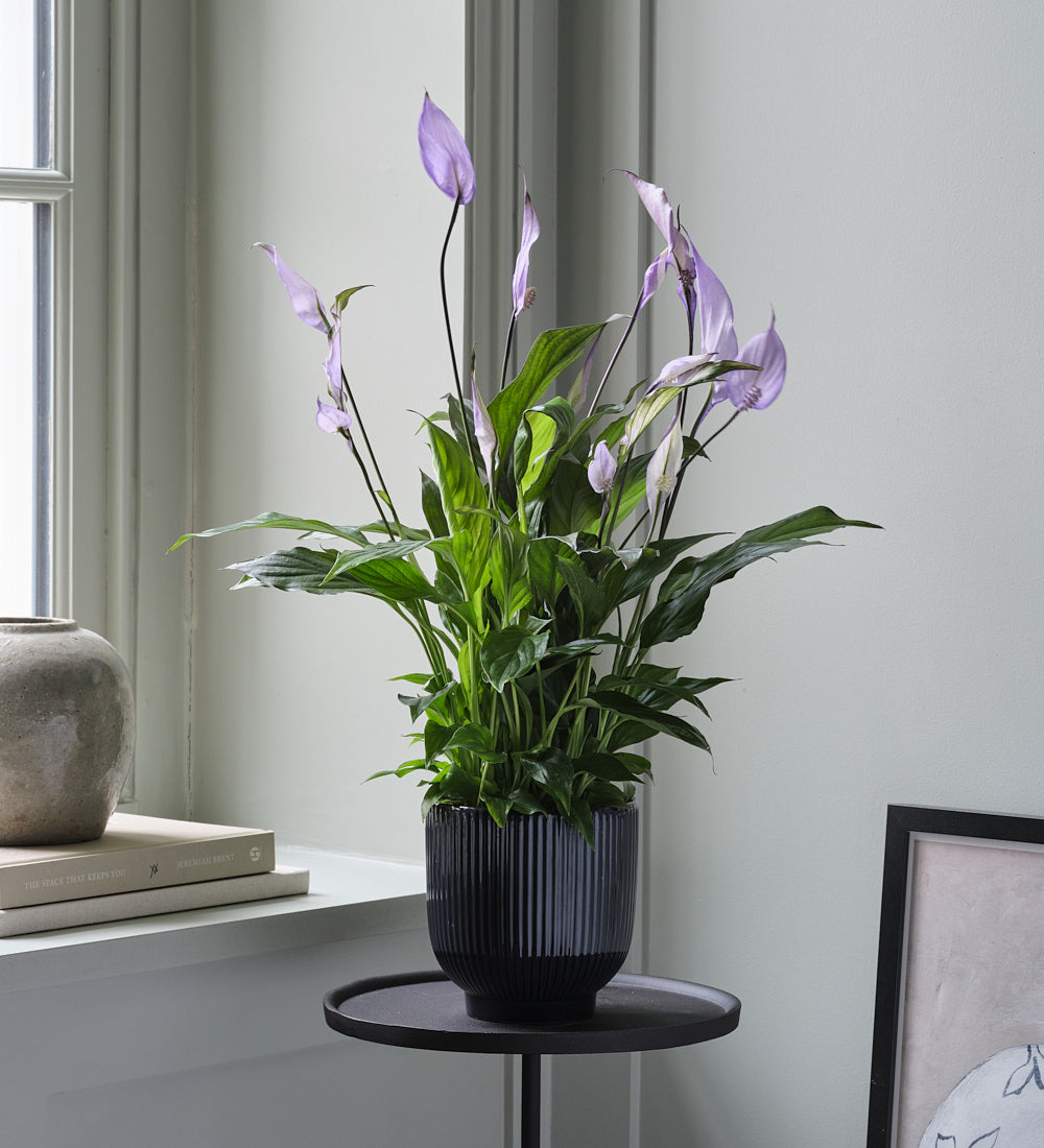 Lilac Peace Lily & Pot