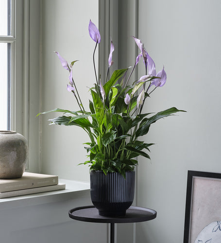 Lilac Peace Lily & Pot