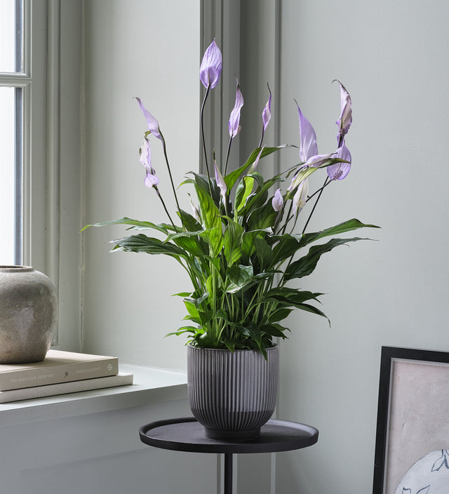 Lilac Peace Lily & Pot