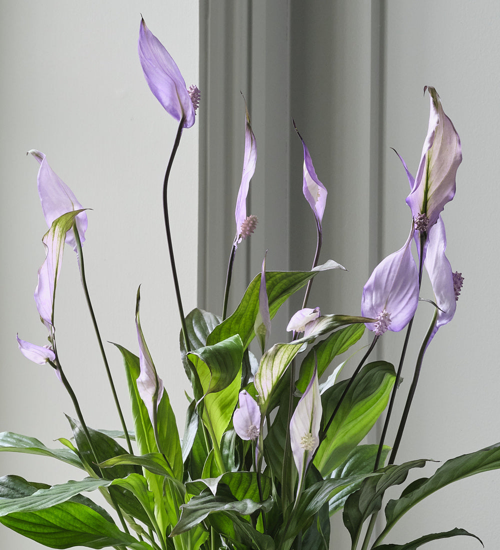 Lilac Peace Lily & Pot