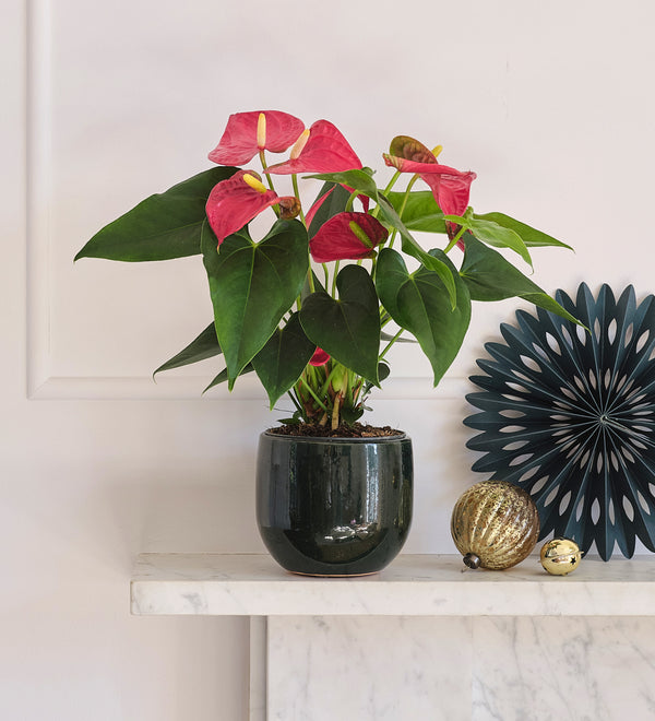 Red Anthurium & Pot