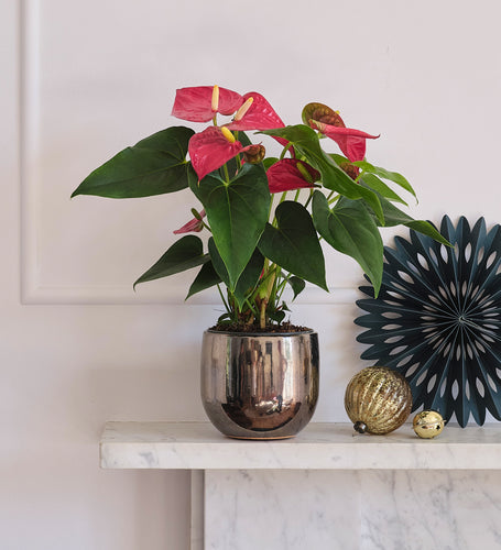 Red Anthurium & Pot