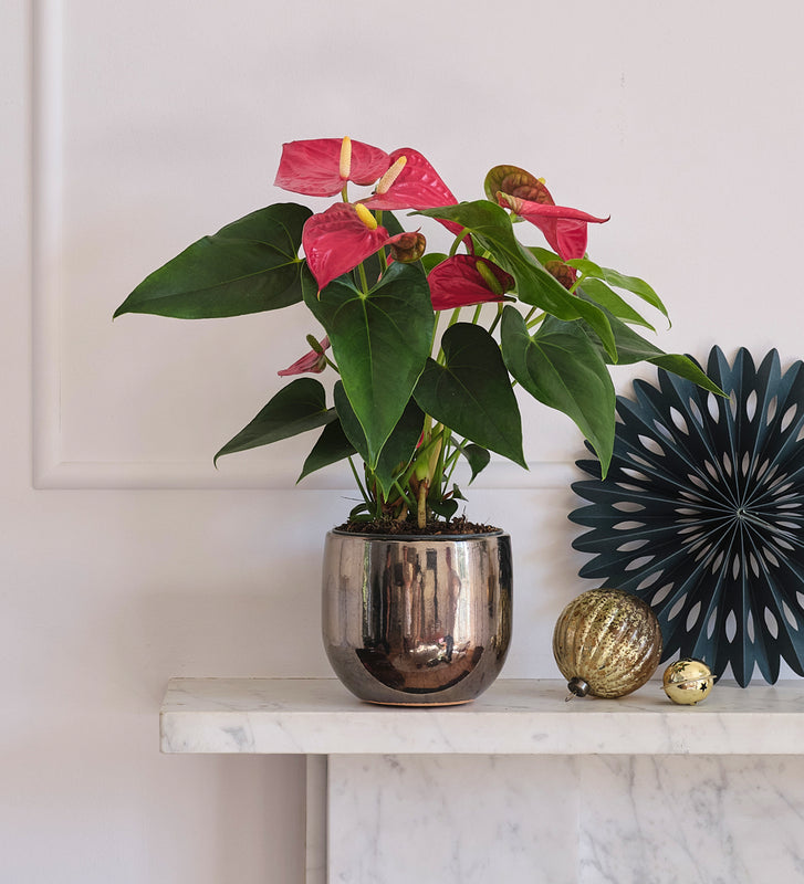 Red Anthurium & Pot