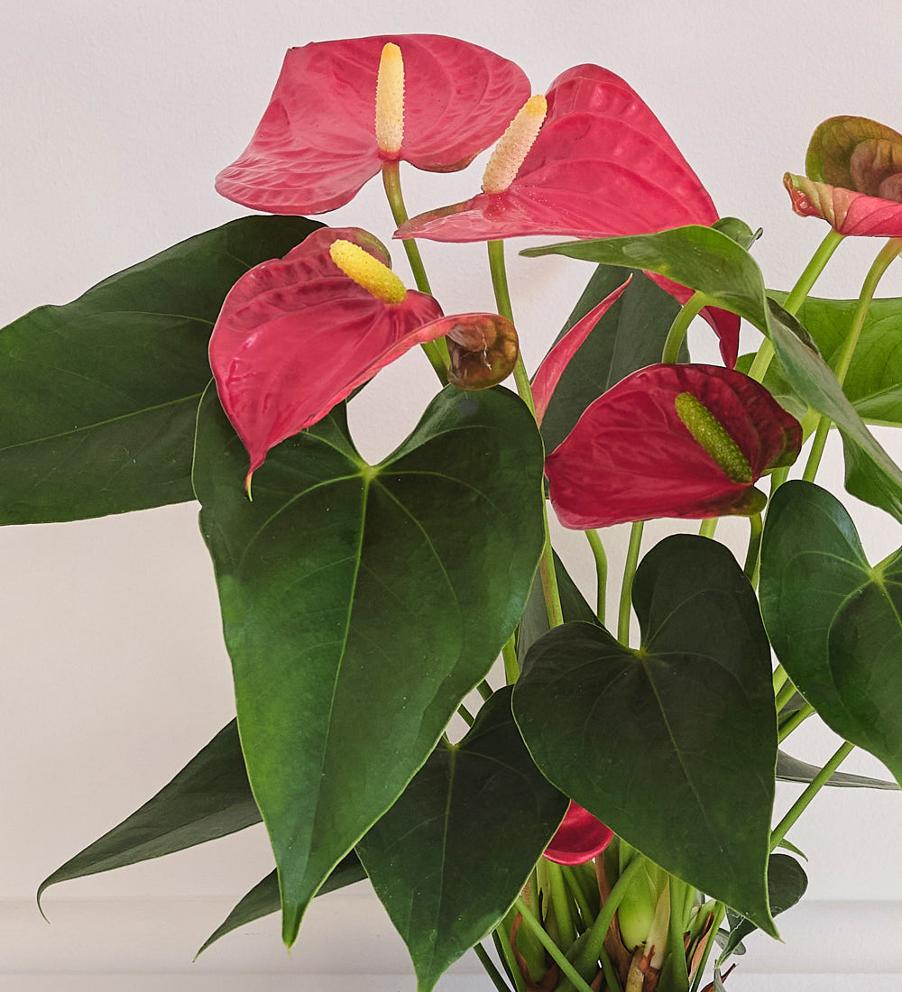 Red Anthurium & Pot