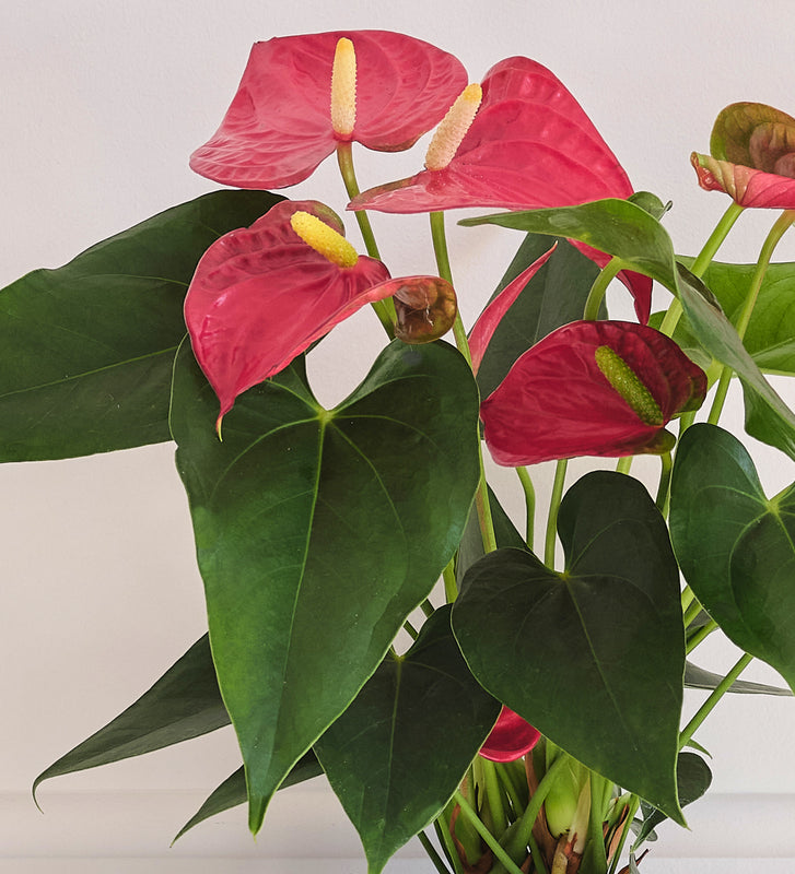 Red Anthurium & Pot