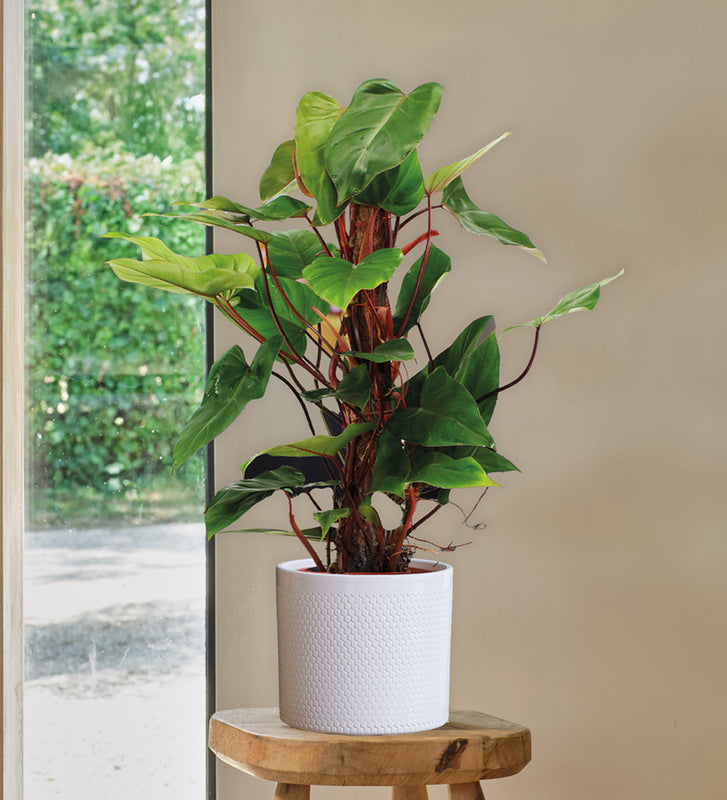 Philodendron Red Emerald