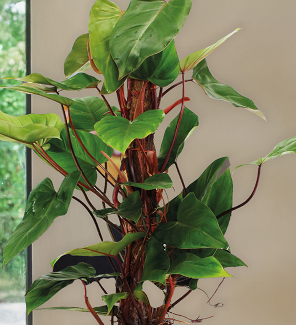 Philodendron Red Emerald