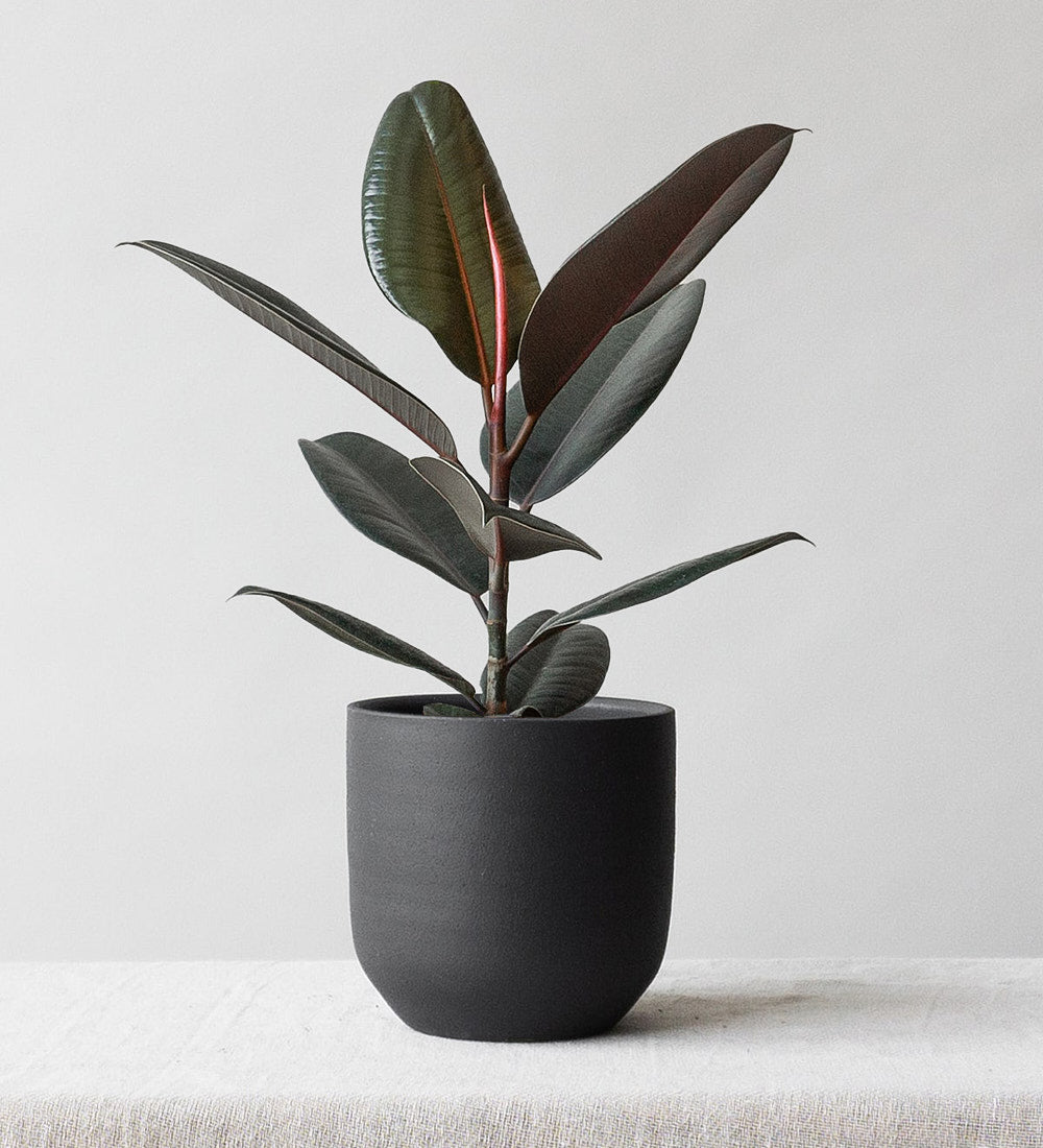 Rubber Plant & Broadway Charcoal