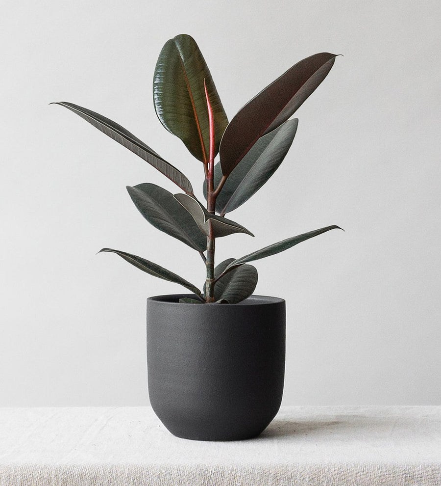 Rubber Plant & Broadway Charcoal