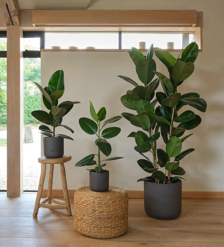 rubber plant indoor plant Rubber Plant | Ficus Elastica Abidjan | Buy Plants Online
