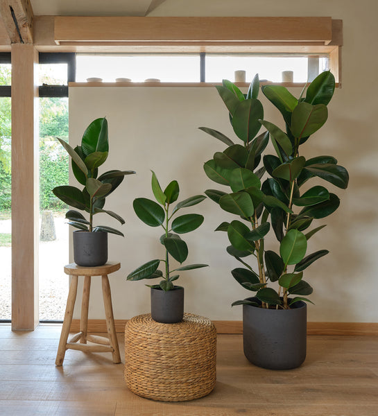 big indoor plants uk Rubber Plant | Ficus Elastica Abidjan | Buy Plants Online