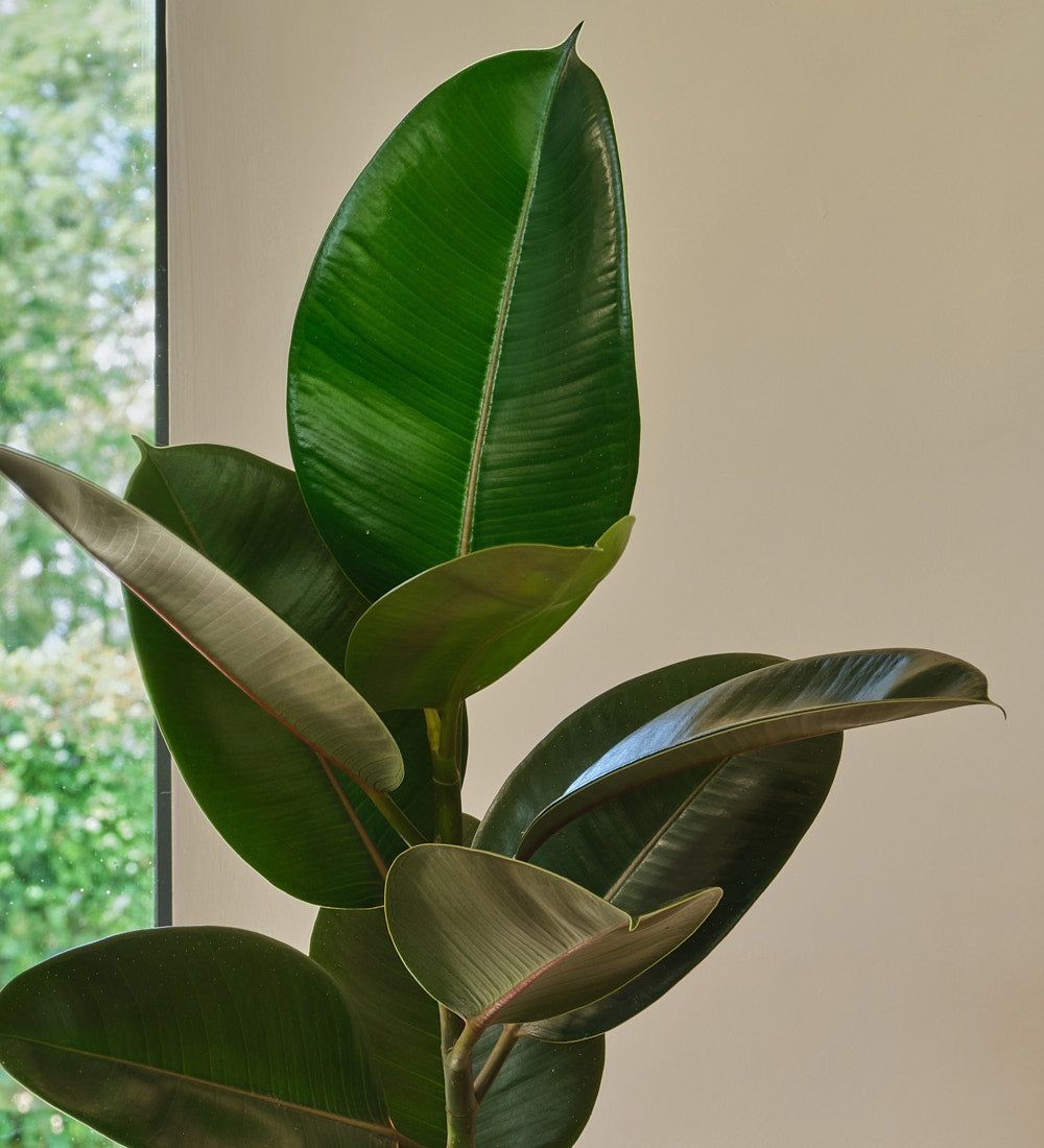 rubber tree curling leaves Rubber Plant | Ficus Elastica Abidjan | Buy Plants Online