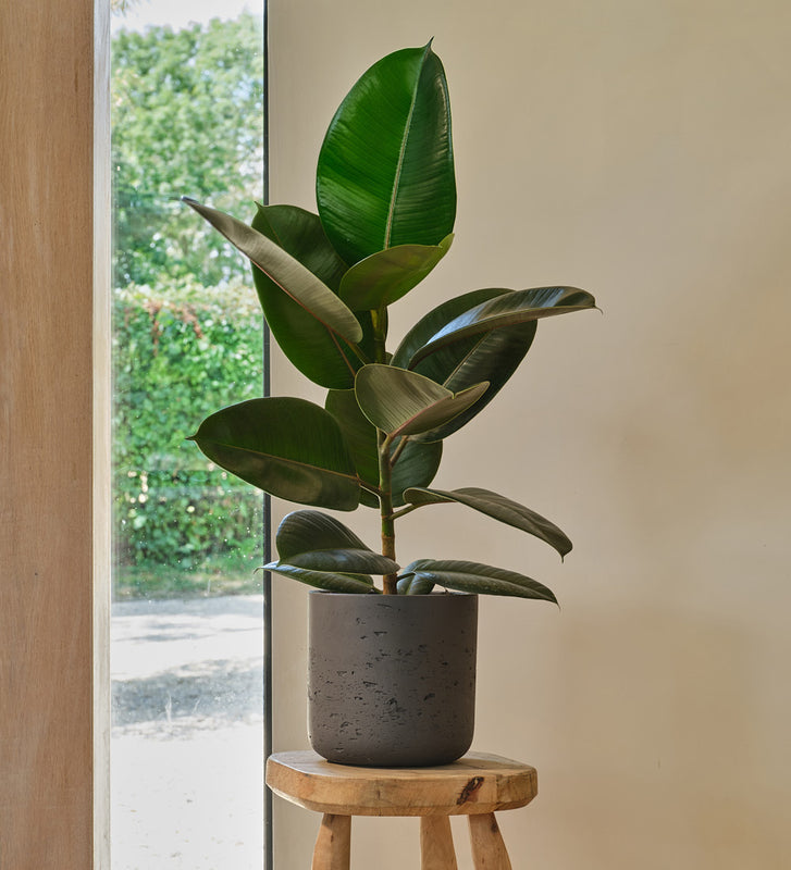 Rubber Plant