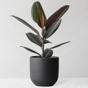 Rubber Plant & Broadway Charcoal