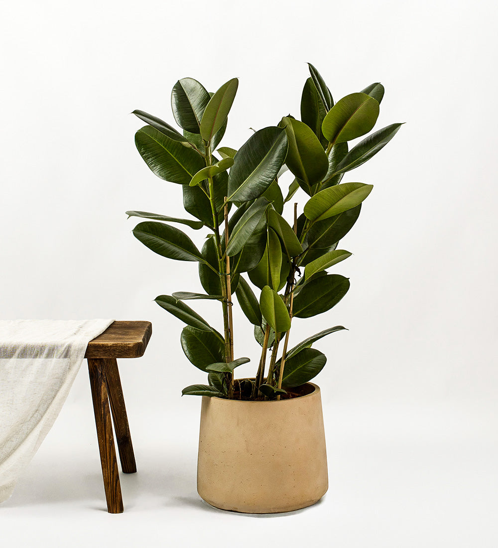 Rubber Plant Large