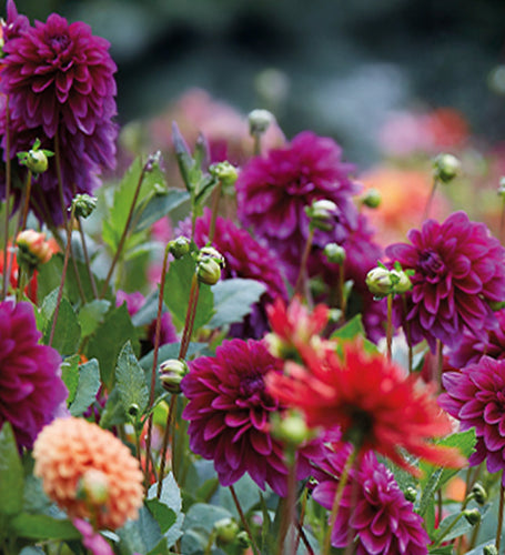 Dahlia Gift Bag