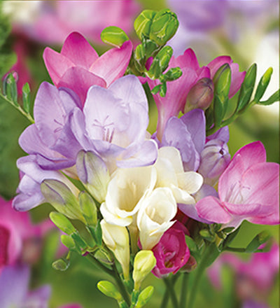 Embossed Floral Ceramic Freesia Pot
